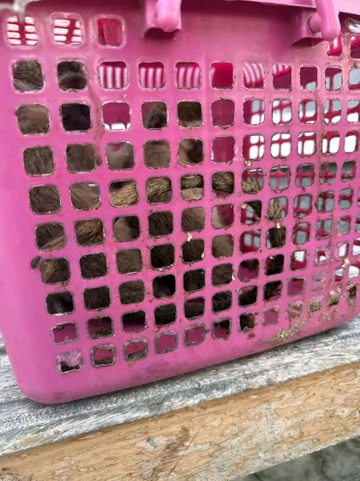 Customs crackdown on wildlife trade, seizes endangered species in Lagos